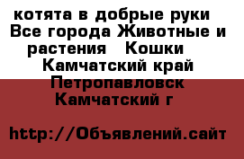 котята в добрые руки - Все города Животные и растения » Кошки   . Камчатский край,Петропавловск-Камчатский г.